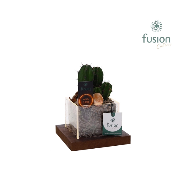 <h4>Acryl bakje LED met Cactus</h4>