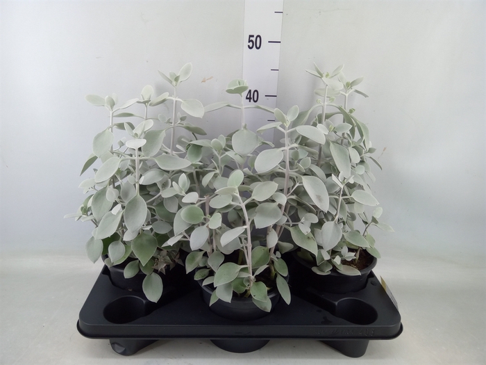 <h4>Kalanchoe NF   ...</h4>