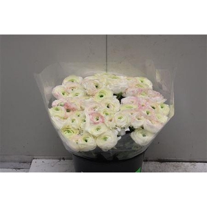 Cloni Super White Stripe