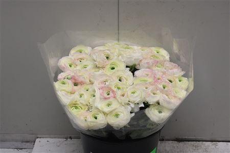 <h4>Cloni Super White Stripe</h4>