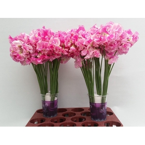 Lathyrus Rose Wedding