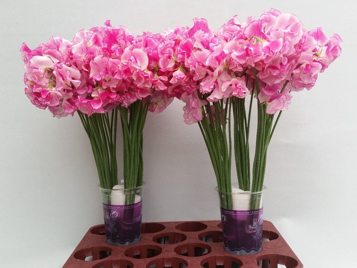 <h4>Lathyrus Rose Wedding</h4>