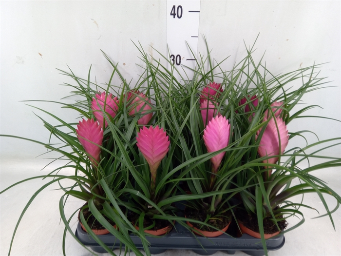 <h4>Tillandsia cyanea 'Anita'</h4>