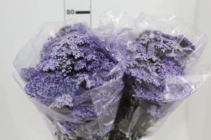 <h4>ACHILLEA MILLEFOLIUM VARIADO TINTURADA 060 CM</h4>