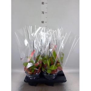 Nepenthes alata