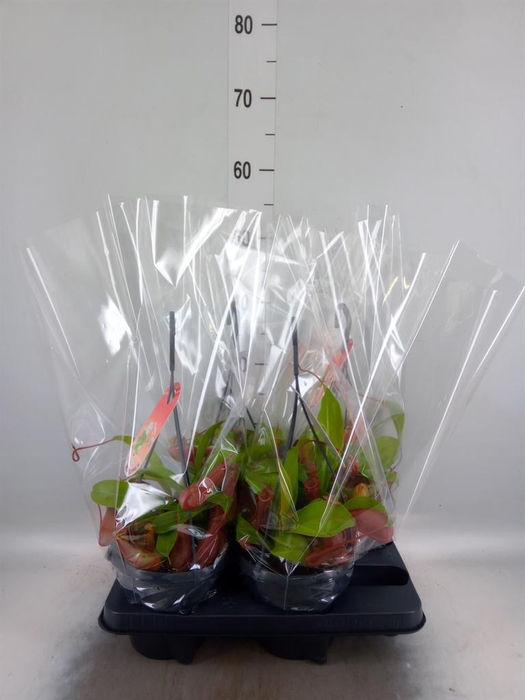 <h4>Nepenthes alata</h4>
