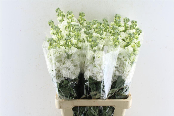 <h4>Matth Iron White</h4>