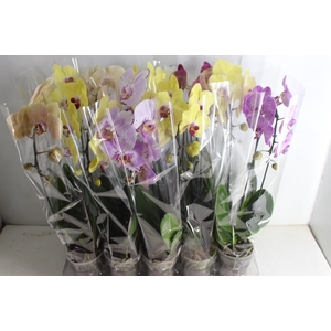 PHALAENOPSIS CASCATA P12