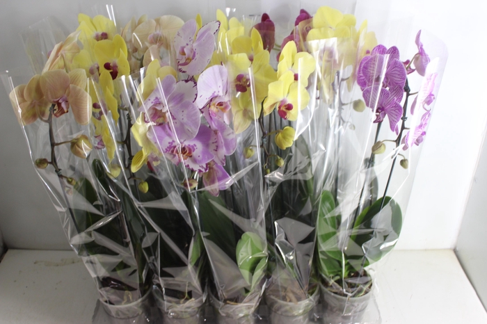 <h4>PHALAENOPSIS CASCATA P12</h4>