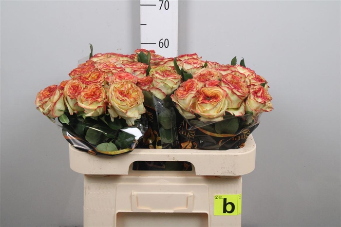 <h4>R Gr Aruba Summerh</h4>