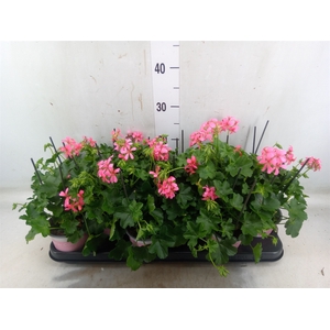Pelargonium pelt.   ...mix