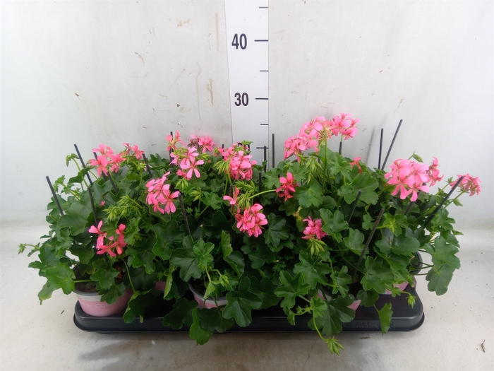 <h4>Pelargonium pelt.   ...mix</h4>