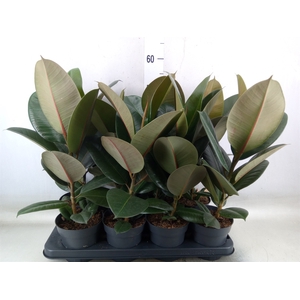 Ficus elastica 'Robusta'