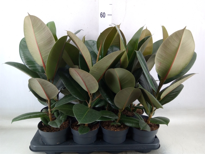 <h4>Ficus elastica 'Robusta'</h4>