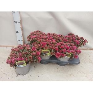 SEDUM SPU SPOT D ROS