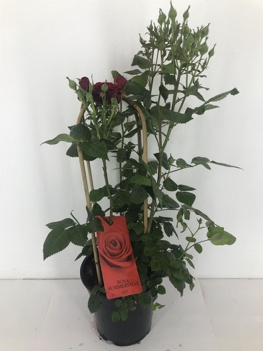 <h4>Rosa   ...</h4>