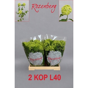 VIBURNUM ROSEUM ST