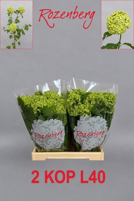 <h4>VIBURNUM ROSEUM ST</h4>