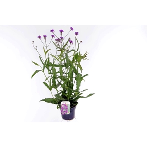 Verbena rigida Venosa