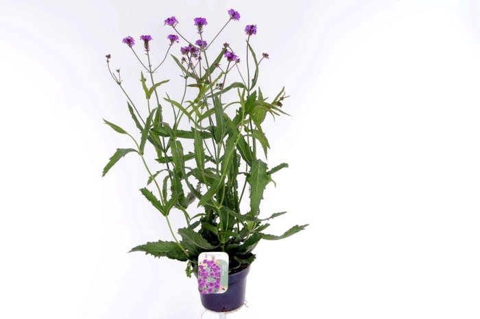 <h4>Verbena rigida Venosa</h4>