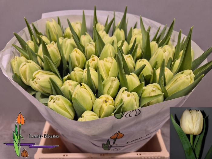 <h4>TU DU VERONA</h4>