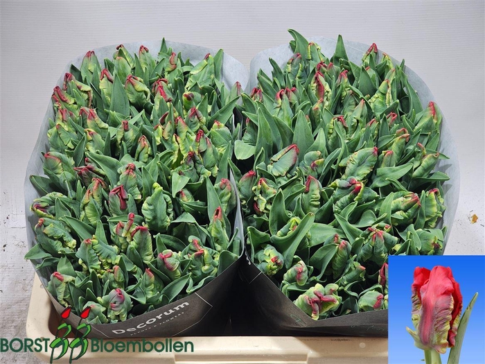 <h4>Tu Pa Seadov Parrot</h4>