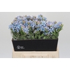 Oxypetalum Tweedia Blue