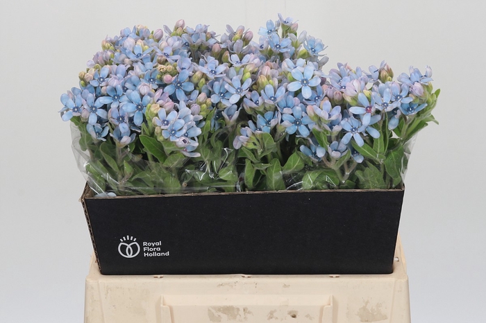 <h4>Oxypetalum Tweedia Blue</h4>