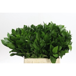 Ruscus aculeatus   ...groot blad