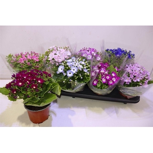 arr8 Peri C Venez Gem