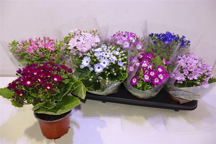 <h4>arr8 Peri C Venez Gem</h4>