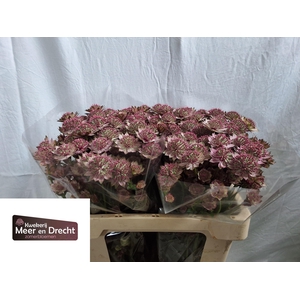 Astrantia Rosita