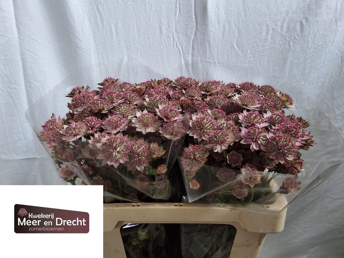 <h4>Astrantia Rosita</h4>