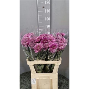 Chr G Tula Purple