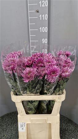 <h4>Chr G Tula Purple</h4>