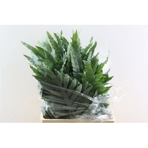 Phlebodium Blue Star Super