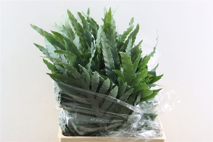 <h4>Phlebodium Blue Star Super</h4>