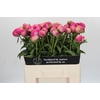 Paeonia Glory Hallelujah