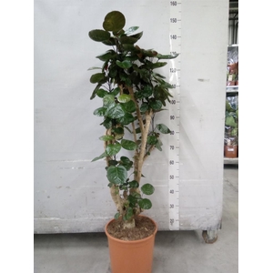 Polyscias scutellaria 'Fabian'