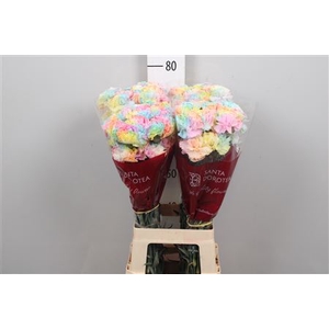 Di St Ov Klb H% Rainbow Pastel