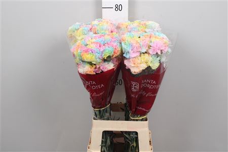 <h4>Di St Ov Klb H% Rainbow Pastel</h4>