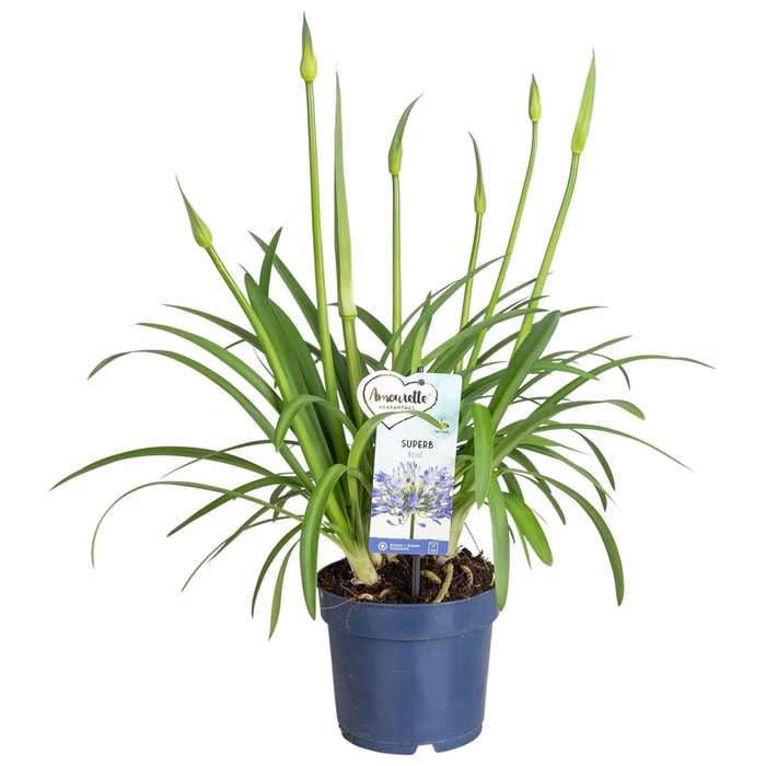 <h4>Agapanthus Amourette Superb Blue, 6+ tak (tak zit laag)</h4>