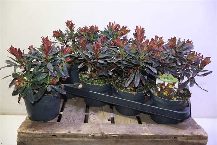 <h4>arr8 Euph Am Purpurea</h4>