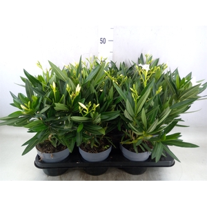 Nerium oleander   ...