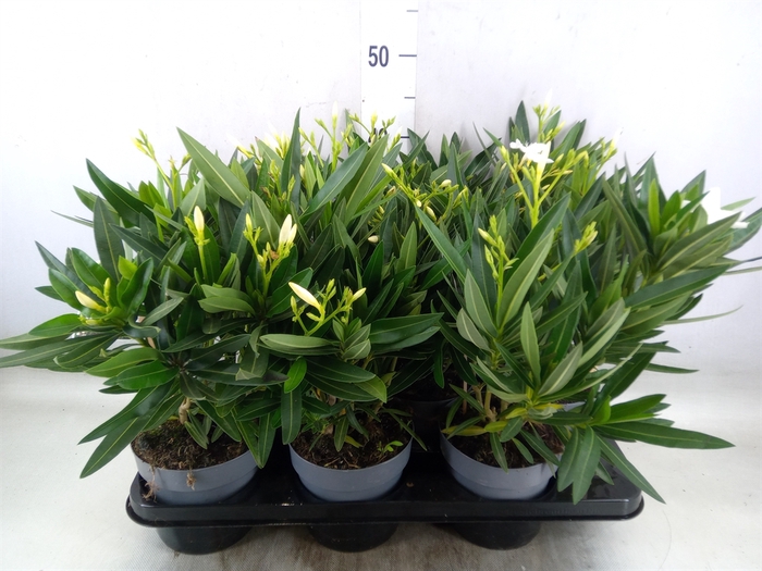 <h4>Nerium oleander   ...</h4>
