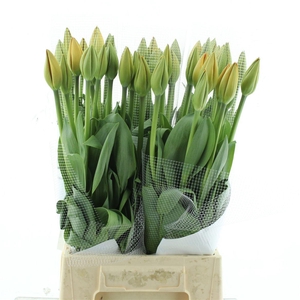 Tu En Orange Balloon