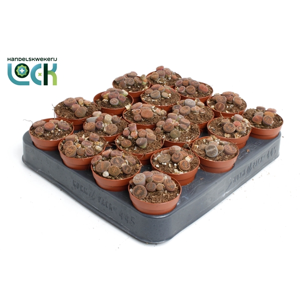 <h4>Lithops</h4>