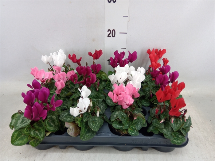 <h4>Cyclamen KL 'Verano'</h4>