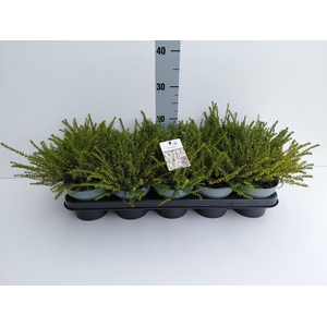 Erica darley. 'Silberschmelze'