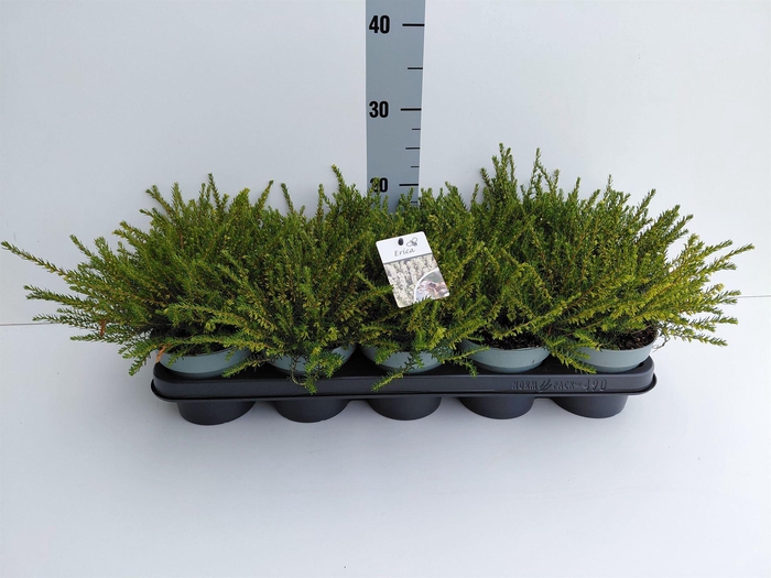 Erica darley. 'Silberschmelze'